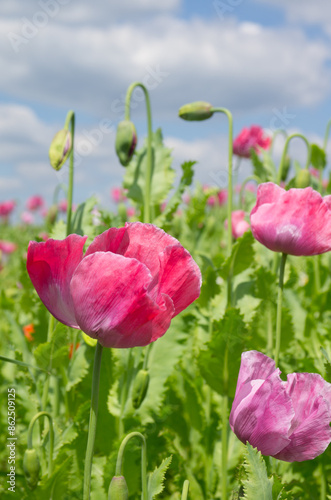 field of poppies, opium poppy, germerode in north hesse