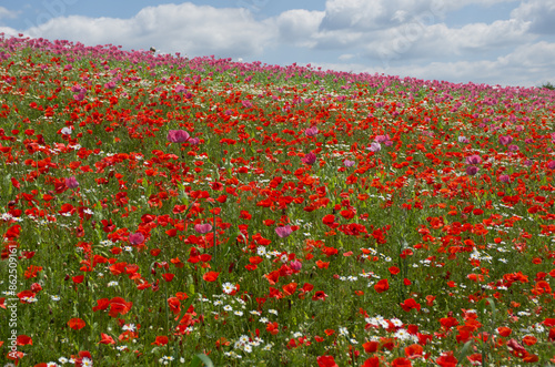 field of poppies, corn poppy and opium poppy, germerode in north hesse