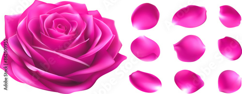Realistic design of beautiful bright pink rose buds. and rose petals 3d Vector illustration, Mesh gradient used