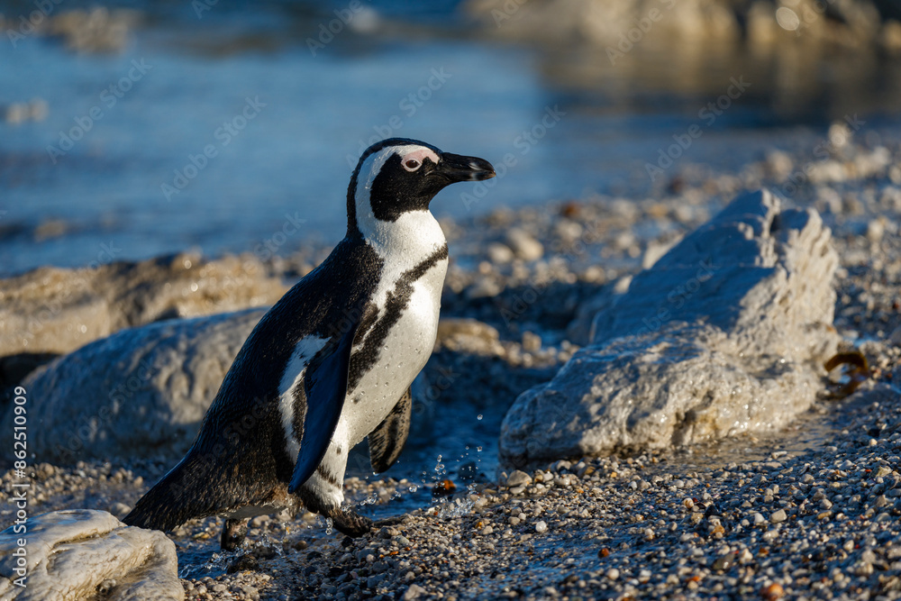 Naklejka premium African penguin (Spheniscus demersus), or Cape penguin or South African penguin. Stony Point Nature Reserve. Betty's Bay. Western Cape. South Africa