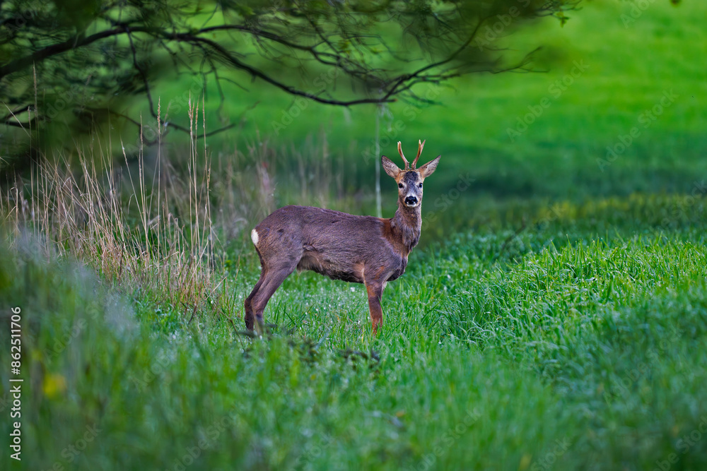roe deer roe deer