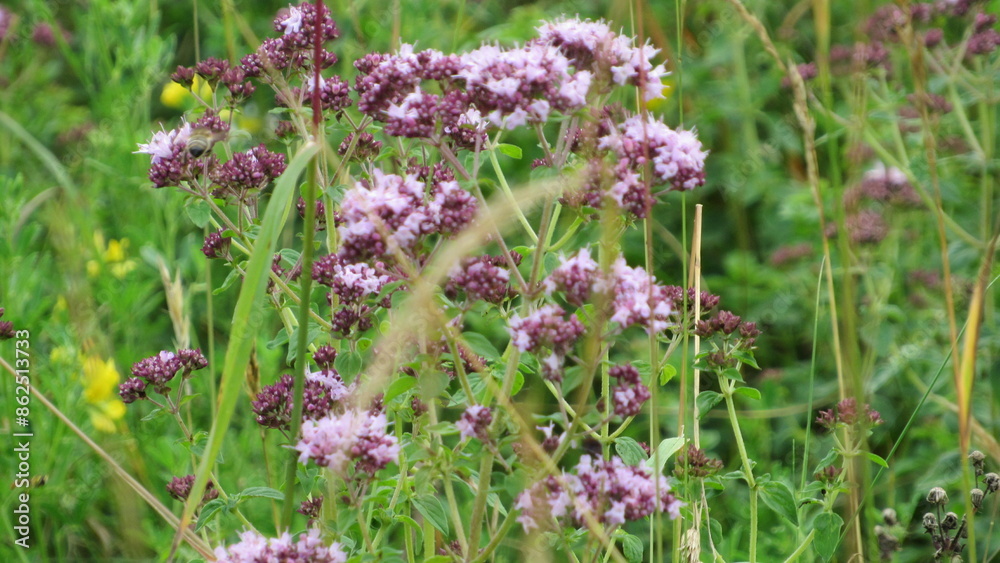 beautifull flowers in the grass beautifull flowers in the grass