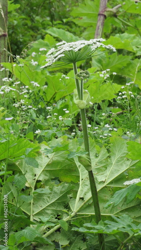 Heracleum sosnowskyi. Heracleum - poisonous dangerous plant photo