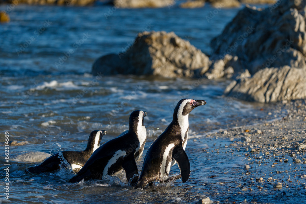 Fototapeta premium African penguin (Spheniscus demersus), or Cape penguin or South African penguin. Stony Point Nature Reserve. Betty's Bay. Western Cape. South Africa