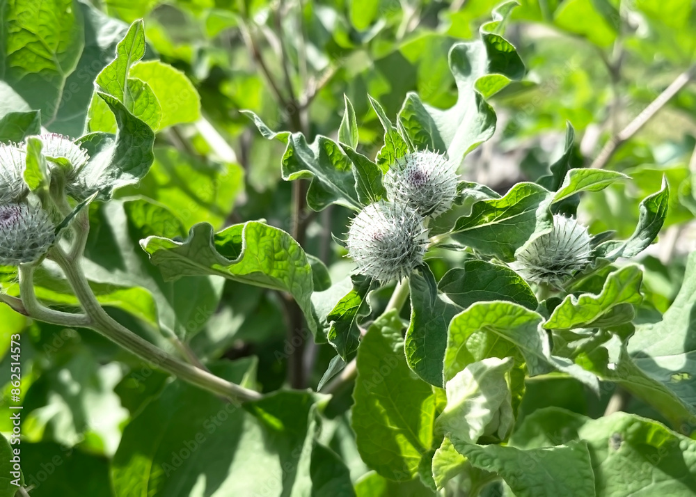 blooming burdock growing on the lawn blooming burdock growing on the lawn