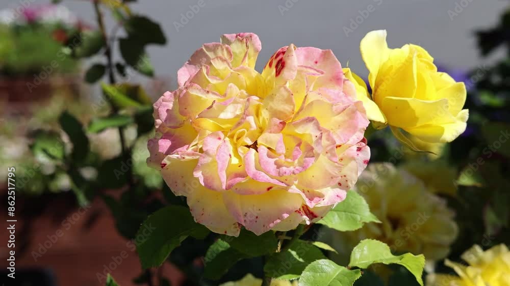 Yellow roses in their natural habitat, viewed up close in full bloom, exude a unique beauty.