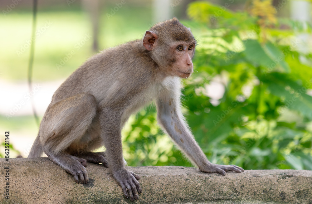 Fototapeta premium Monkey outdoors in a tropical park
