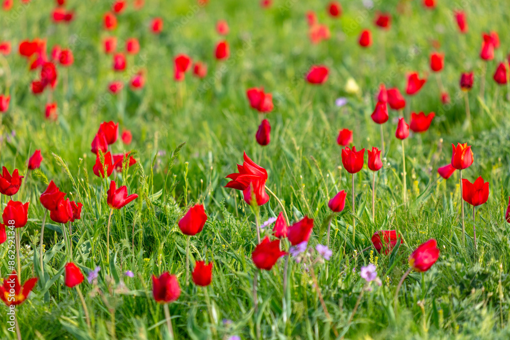 Fototapeta premium Field with red tulips in the steppe in spring as a background