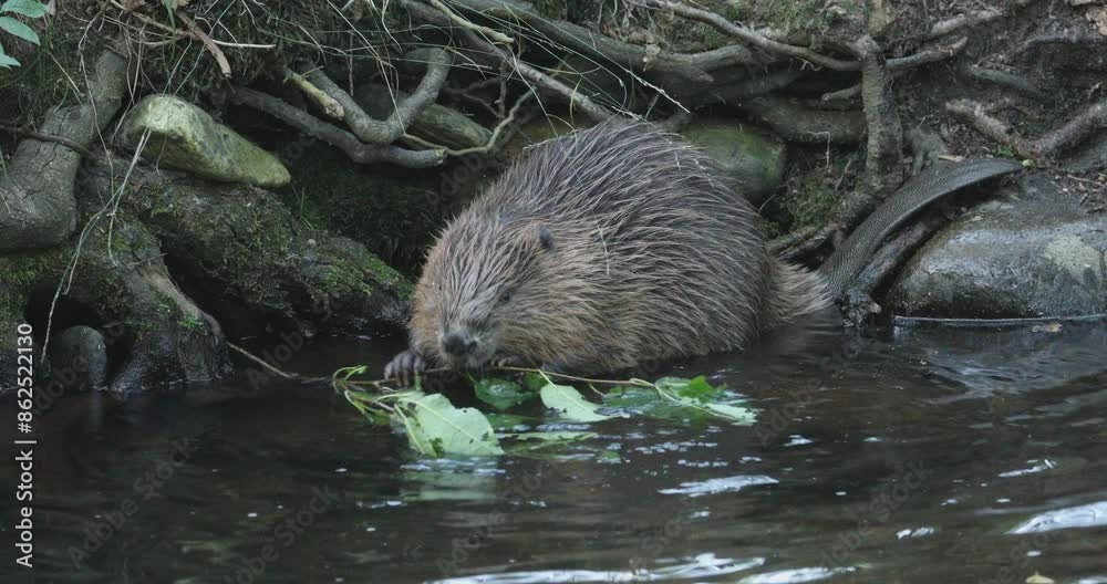 Wild European beaver, Castor fiber, sitting in water by river bank and eating leaves. Beaver gnawing branch. Brown furry animal with long flat tail. Largest European rodent in nature habitat. Evening. Wild European beaver, Castor fiber, sitting in water by river bank and eating leaves. Beaver gnawing branch. Brown furry animal with long flat tail. Largest European rodent in nature habitat. Evening.