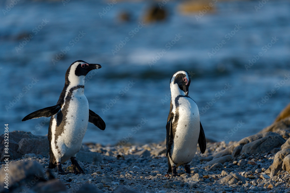 Naklejka premium African penguin (Spheniscus demersus), or Cape penguin or South African penguin. Stony Point Nature Reserve. Betty's Bay. Western Cape. South Africa