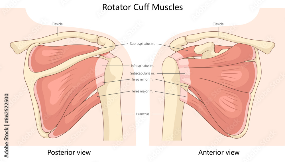 Poster rotator cuff muscles from posterior and anterior views ...