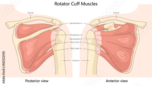 rotator cuff muscles from posterior and anterior views, highlighting muscle and shoulder structure structure diagram hand drawn schematic vector illustration. Medical science educational illustration photo