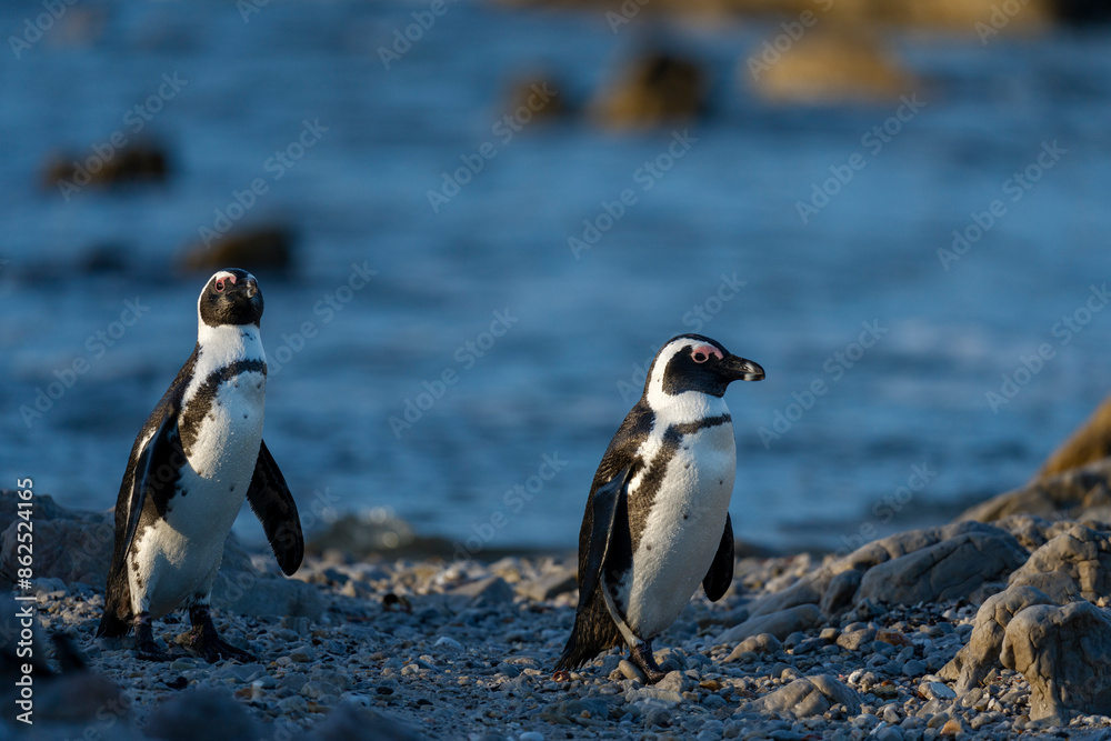 Fototapeta premium African penguin (Spheniscus demersus), or Cape penguin or South African penguin. Stony Point Nature Reserve. Betty's Bay. Western Cape. South Africa