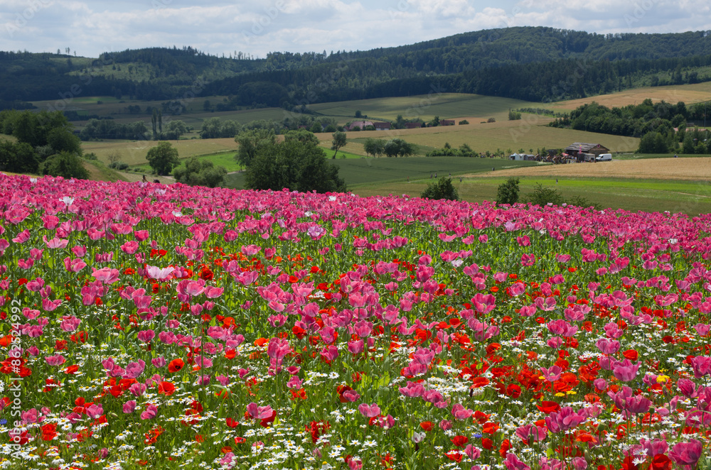 landscape with field of poppies near germerode, werra meißner kreis in north hesse landscape with field of poppies near germerode, werra meißner kreis in north hesse