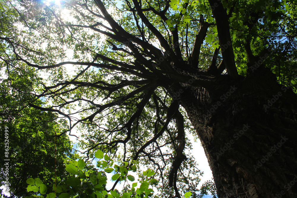 Fototapeta premium trees in the woods