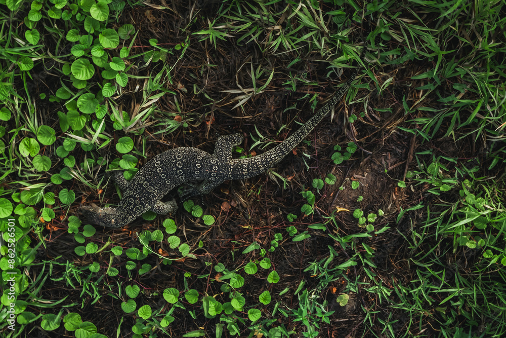 Naklejka premium A Komodo dragon in the grass