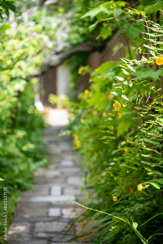 鎌倉246 光則寺40 山吹 鎌倉246 光則寺40 山吹
