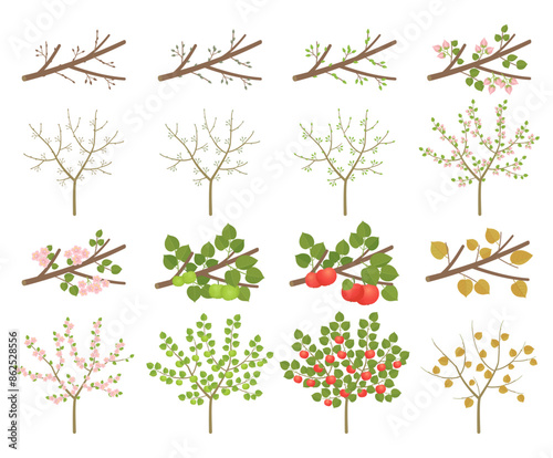 Apple tree development stages of plants. Budding and flowering. Ripening growth period on a branch. Vector illustration.