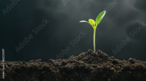Young green plant seedling emerging from the soil against a dark background, symbolizing growth, new beginning, and potential. photo