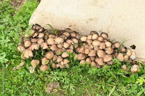 mushrooms in the forest