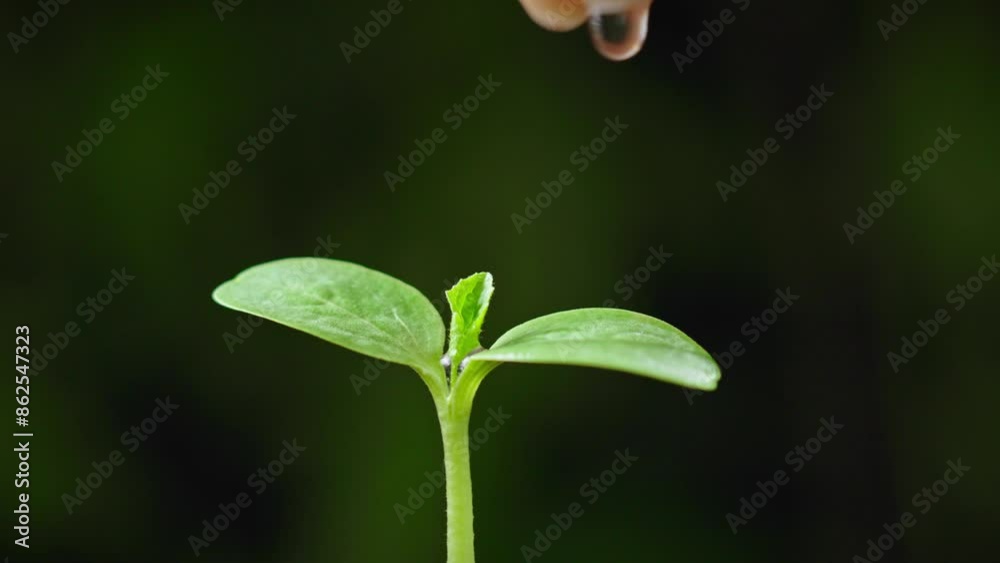hand watering green sprout. Green seedling in soil. hand watering green sprout. Green seedling in soil.