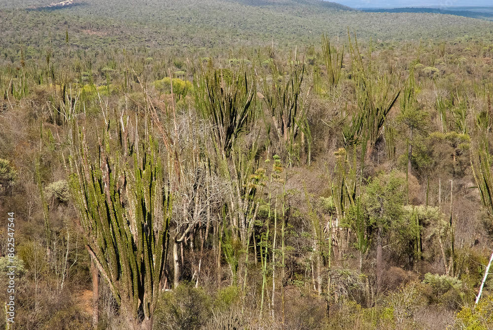 Arbre pieuvre, Alluaudia procera, Réserve de Berenty, Madagascar Arbre pieuvre, Alluaudia procera, Réserve de Berenty, Madagascar