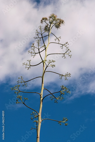 Sisal, Agave sisalana, Madagascar photo