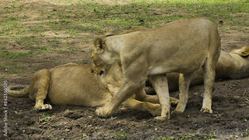 Male lion with two pregnant females. Lion and one female are lying on the ground. The other female stands upright. Then she moves away from the two to drink from a puddle. Male lion with two pregnant females. Lion and one female are lying on the ground. The other female stands upright. Then she moves away from the two to drink from a puddle.