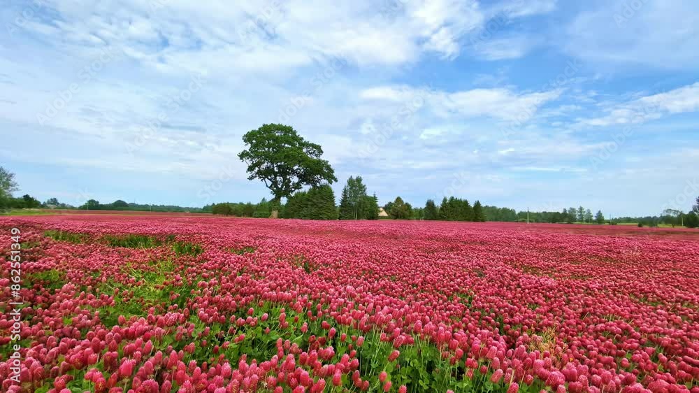 Breathtaking landscape of sea of crimson clover blossom swaying in breeze Breathtaking landscape of sea of crimson clover blossom swaying in breeze