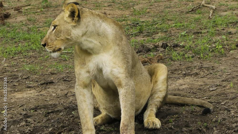 Lioness drinking from a pond partly overgrown with plants. After she is finished, she lifts her head, licks her mouth and stares directly into camera. The lioness is pregnant, her belly swollen. Lioness drinking from a pond partly overgrown with plants. After she is finished, she lifts her head, licks her mouth and stares directly into camera. The lioness is pregnant, her belly swollen.