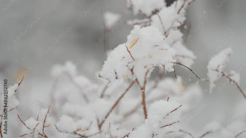 Delicate snowflakes slowly fall on the thin branches. This serene and delicate scene captures the quiet beauty of winter's onset in the forest. Delicate snowflakes slowly fall on the thin branches. This serene and delicate scene captures the quiet beauty of winter's onset in the forest.