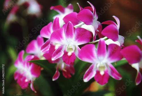Lavender white phalaenopsis orchid moth orchid flowers
