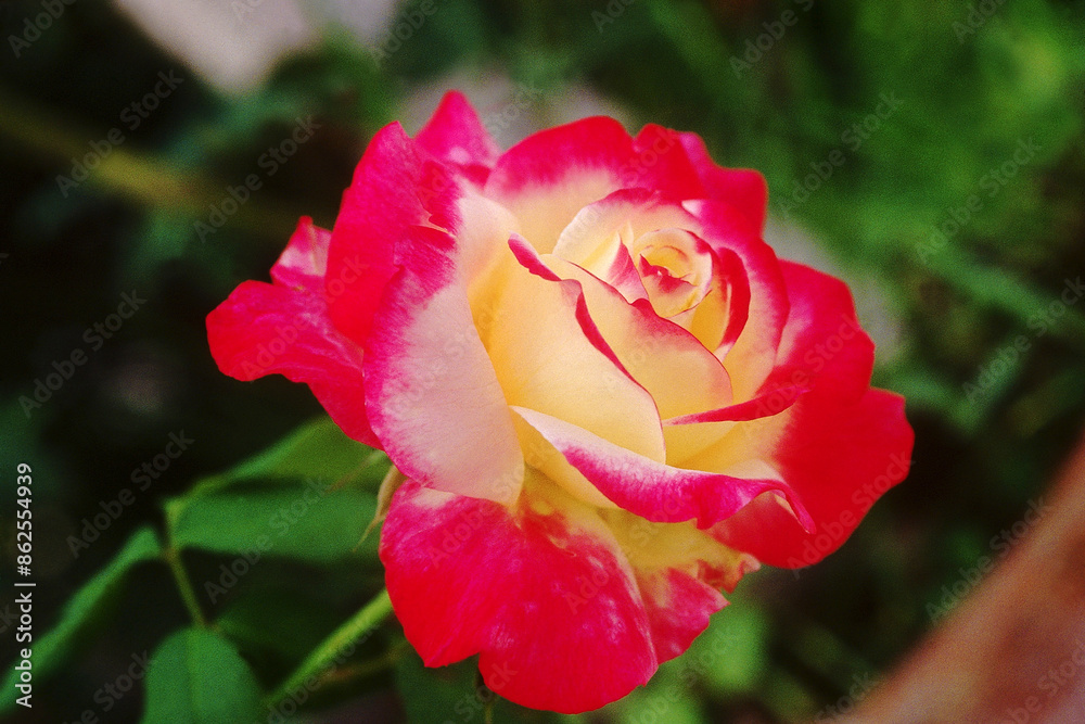 Red Rose plant and flower Red Rose plant and flower