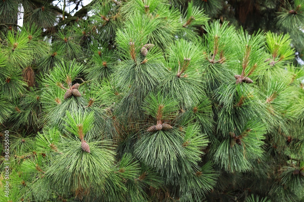 Pinus ponderosa, commonly known as the ponderosa pine or western yellow pine. Pinus ponderosa, commonly known as the ponderosa pine or western yellow pine.