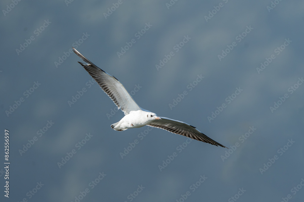 A black-headed gull in flight. The black-headed gull (Chroicocephalus ridibundus) is a small, agile gull. A black-headed gull in flight. The black-headed gull (Chroicocephalus ridibundus) is a small, agile gull.