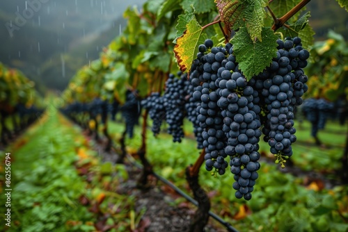Wallpaper Mural A lush vineyard with bunches of grapes hanging from the vines, ready to be harvested. Torontodigital.ca