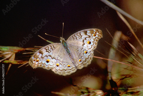 Gray Pansy, Junonia atlites,  butterfly, India photo