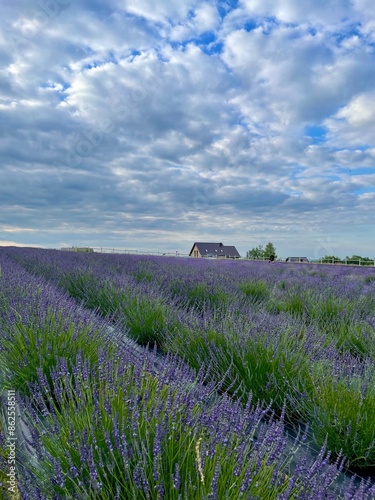 summer lavender fielf