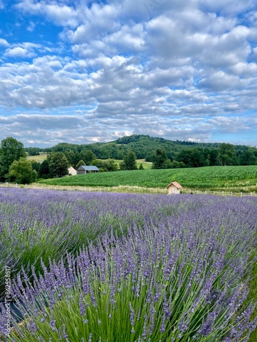 summer lavender fielf