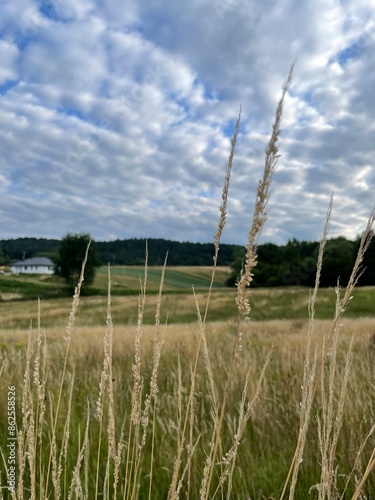 wheat field in the summer