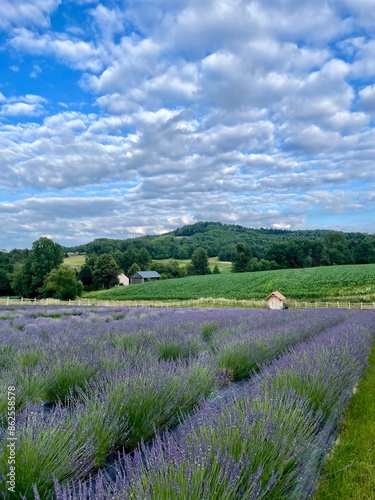 summer lavender fielf