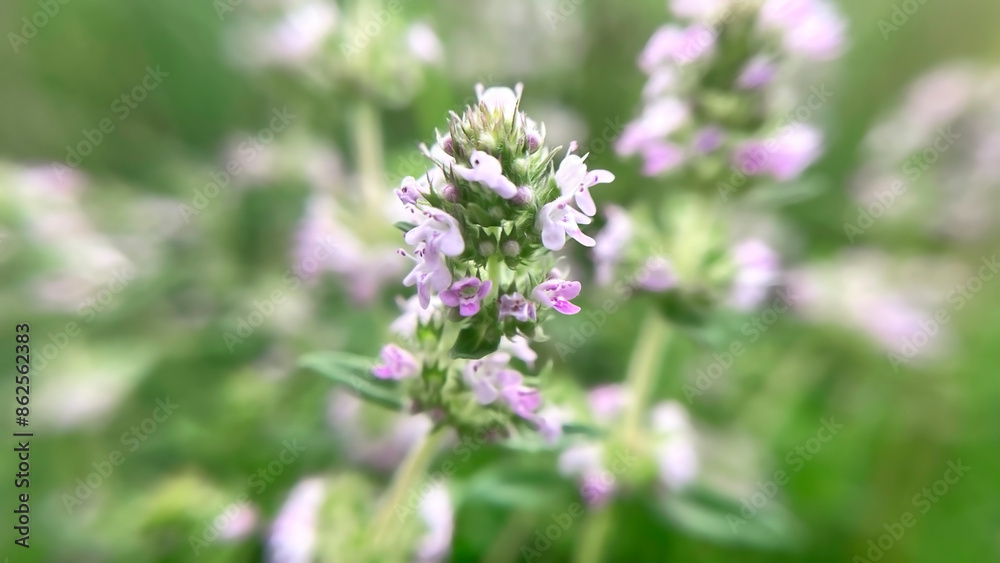 Blooming medicinal plant thyme close up Blooming medicinal plant thyme close up