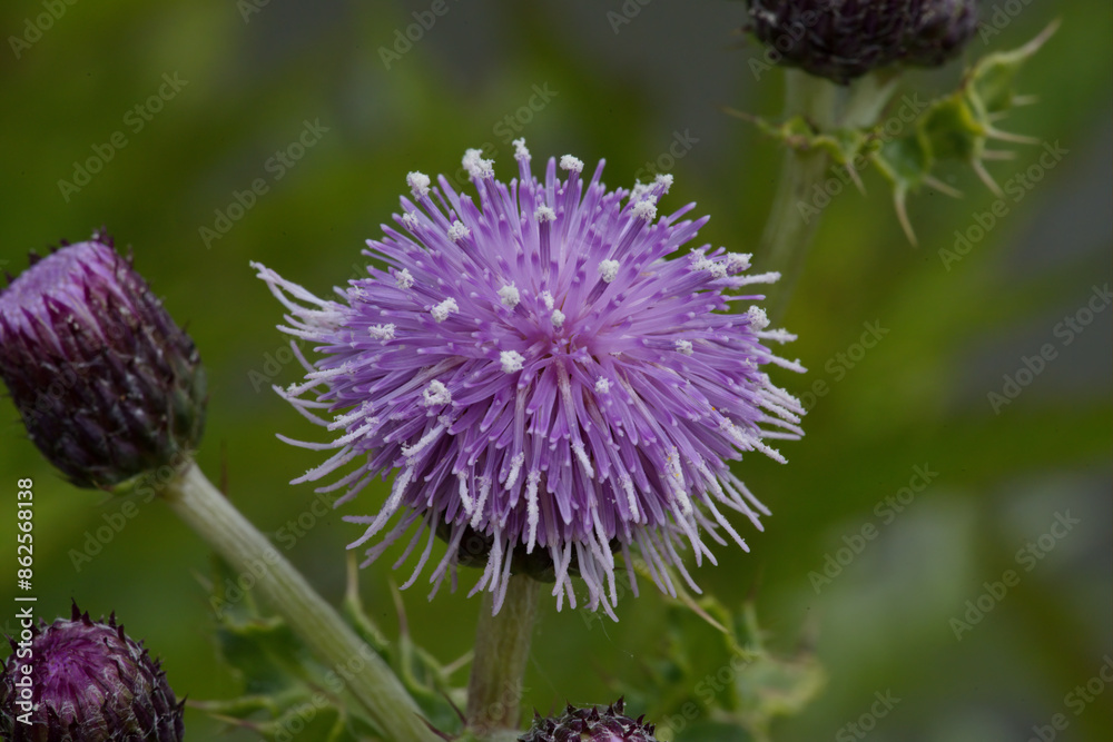 Canada thistle, or Field thistle Canada thistle, or Field thistle