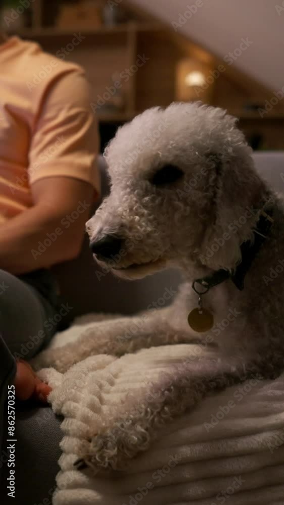 Man sharing couch with a Canidae companion dog, resting in his lap Man sharing couch with a Canidae companion dog, resting in his lap