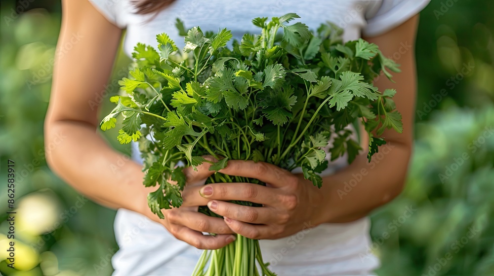 Fototapeta premium close-up of a woman holding coriander in her hands. Selective focus