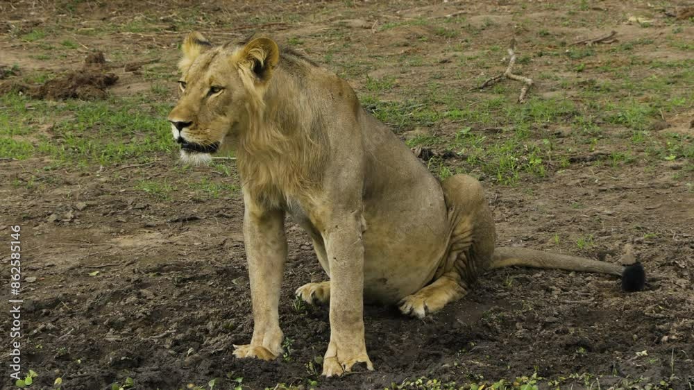 Male lion scanning surroundings after drinking from a pond. The predator has raised its front legs and is sitting on its hind legs. Medium shot front view showing all body parts. Male lion scanning surroundings after drinking from a pond. The predator has raised its front legs and is sitting on its hind legs. Medium shot front view showing all body parts.