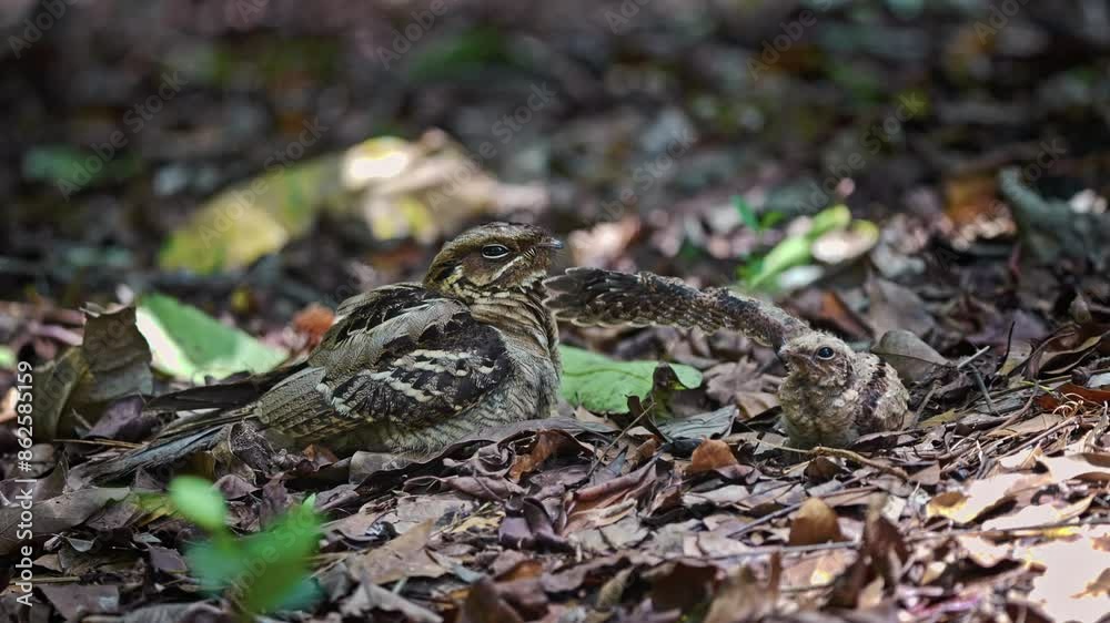 Adult Large-tailed Nightjar Bird And Chick On Forest Ground With Dry Fallen Leaves. closeup shot