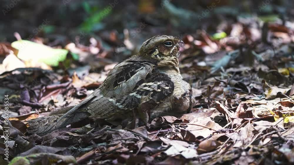 Nightjar Bird And Chick On Forest Floor - Close Up Nightjar Bird And Chick On Forest Floor - Close Up
