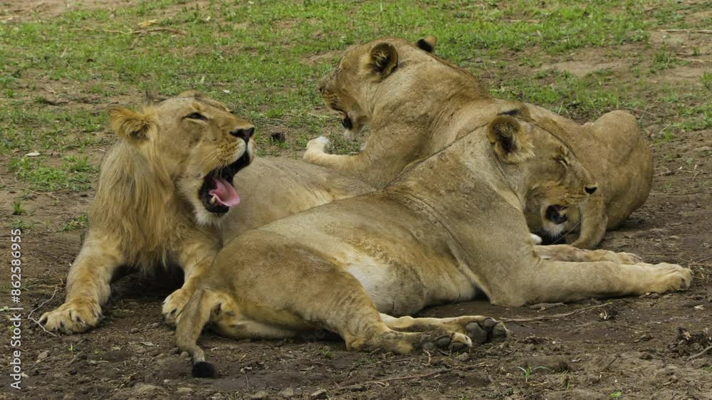 Male lion with two pregnant females lying down in an open space in savannah. The male yawns, rises and moves away a few steps. Then licks his mouth. Male lion with two pregnant females lying down in an open space in savannah. The male yawns, rises and moves away a few steps. Then licks his mouth.