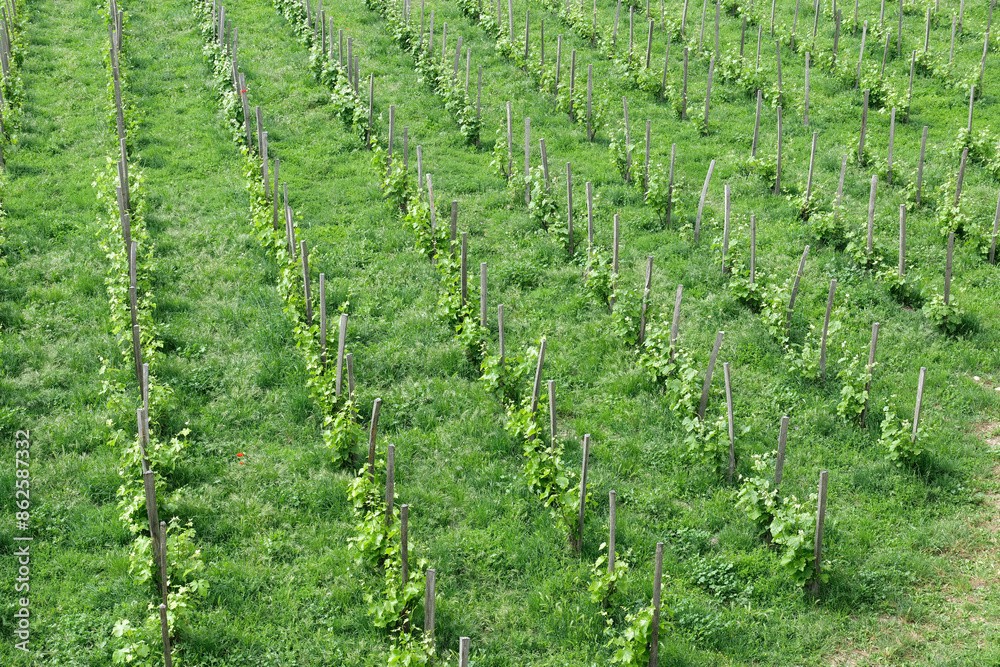 pieds de vigne pieds de vigne